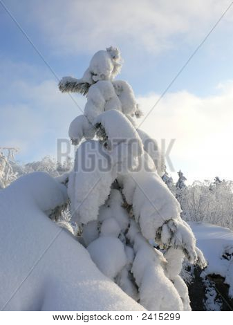 skogen resor
