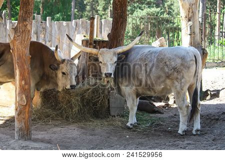 Hungarian Steppe Cattle Eating Dry Hay In Feeder. Rare European Breed Of Cattle With Horns.