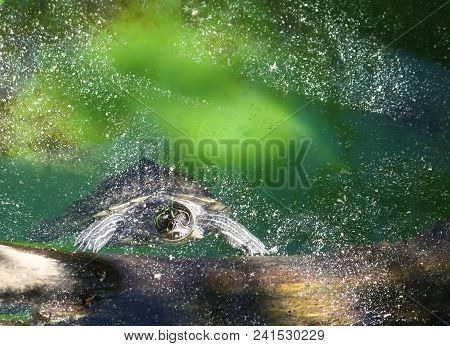 Water Turtle Swimming In A Water In Sunlight