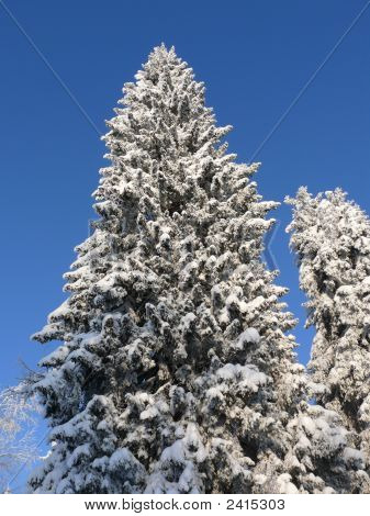 vinter