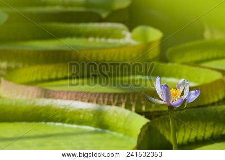 Closeup of the huge floating lilly pad leaves of Victoria Regia in the rain forest