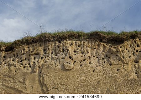 A Colony Of Bird Holes In A Snadstone Cliff At The Beach Near Baltic Sea. Bird Nesting Place.