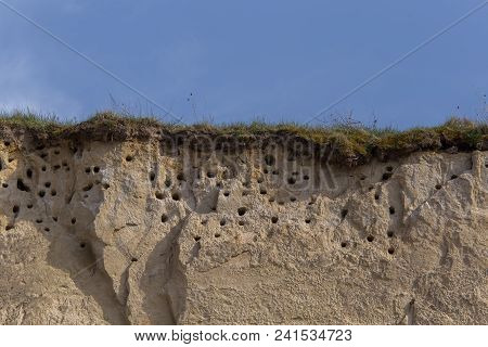 A Colony Of Bird Holes In A Snadstone Cliff At The Beach Near Baltic Sea. Bird Nesting Place.