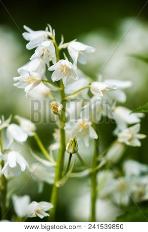 Close-up Image Of Spring White Bell Flowers. Seletive Focus.