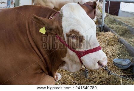 Simmental Cattle In Stable