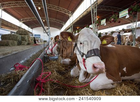 Simmental Cattle In Stable