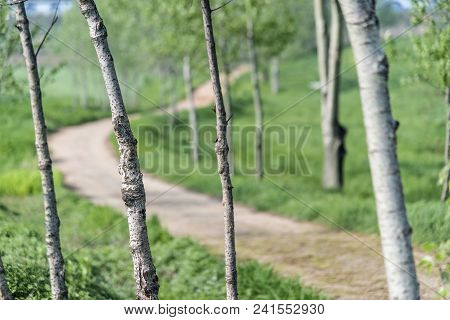 Lot Of Trees In Greean Forest With Sand Road.