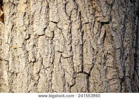 The Texture Of The Bark Of A Poplar Grey