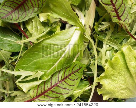 Fresh Spinach Leaves And Green Arugula Salad Rocket, Arugula Green Natural Background.