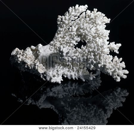 Corail blanc