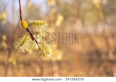 Willow Branches With Buds. Early Spring Forest Blooms With Willow Tree Flowers And Bumblebee. Symbol