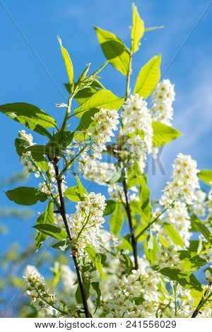 Spring Blossoming Plum Tree In The Blue Sky