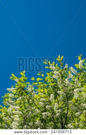 Spring Blossoming Plum Tree In The Blue Sky