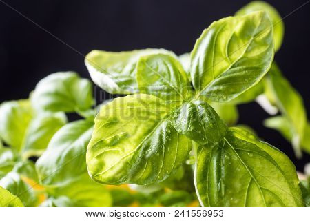 Fresh Basil On A Dark Background. Green Basil. Green Basil On A Dark Background. Food Background.