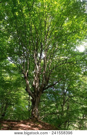 Fabulous Tree Crown. Mistical Scene In Summer Forest