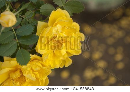 Close Up Beautiful Yellow Rose With Many Layers Of Petals.
