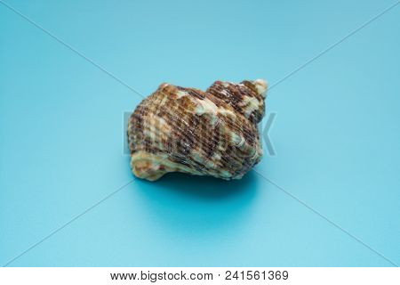 Side Veiw Conch Shell On A Blue Background