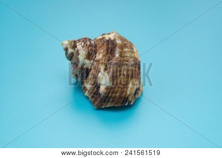 Side Veiw Conch Shell On A Blue Background