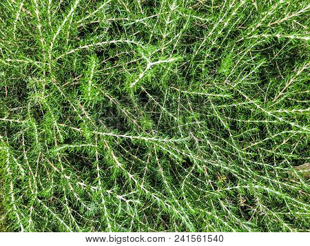 Growing Green Bushes  In The City Park On  Rishon Lezion, Israel.  Close Up Shot
