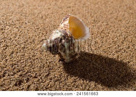 Side View Of Conch Shell On Sand