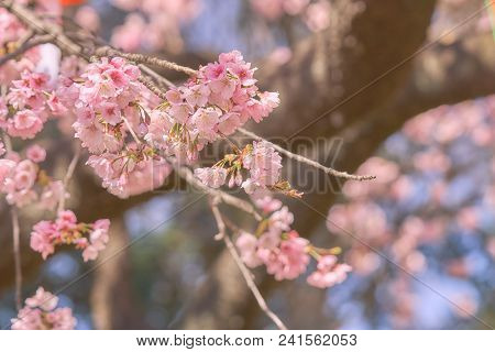 Pink Cherry Blossom(cherry Blossom, Japanese Flowering Cherry) On The Sakura Tree. Sakura Flowers Ar