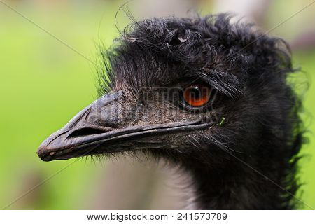 Australian Emu (dromaius Novaehollandiae), View Of An Emu's Head