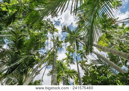 The Peak Of Betel Palm Sky High.