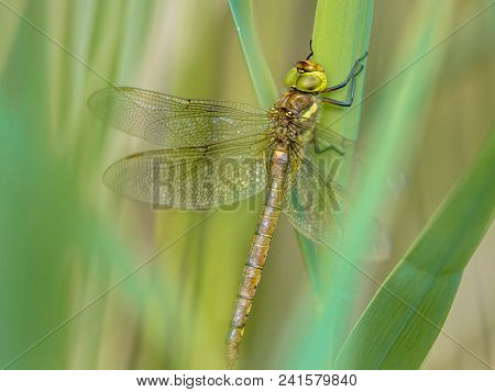 Green-eyed Hawker (aeshna Isoceles) Dragonfly Resting On Reed  With Blurred Green Background