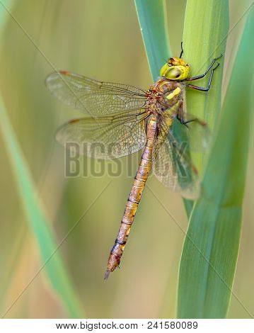 Green-eyed Hawker (aeshna Isoceles) Resting In Reed Vegetation