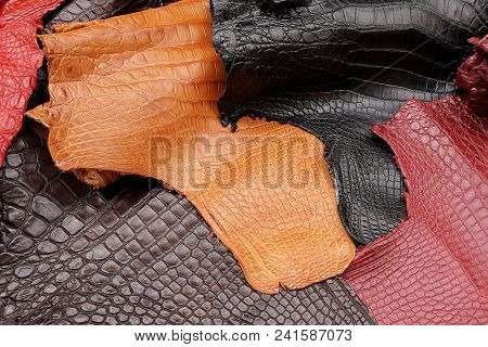 Top View Of Crocodile, Alligator Skin Texture In Multi Colour Background.reptile Genuine Luxury  Lea