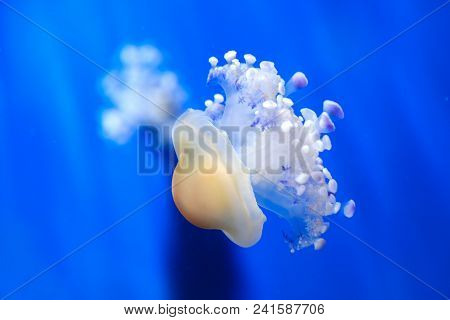 Mediterranean Jelly Or Fried Egg Jellyfish Or Cotiloriza Little Jellies Medusa Deep Blue Underwater 