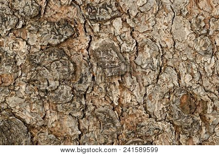 Weathered Tree Bark Macro Photo. Outermost Layer Of An Old Tree Stem. Brown Outer Bark, The Surface 