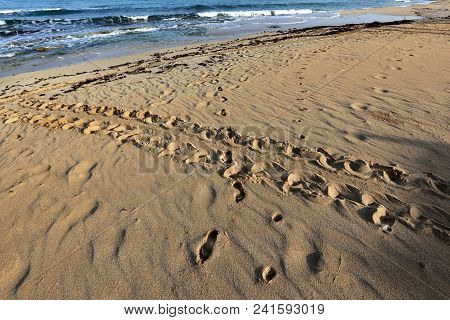 On The Sand Traces Of A Turtle Which Laid Eggs And Went Into The Sea