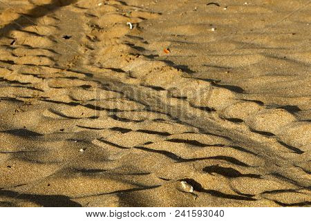 On The Sand Traces Of A Turtle Which Laid Eggs And Went Into The Sea