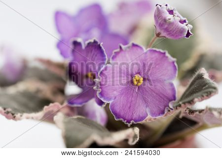 Varietal Violet Grade Evening Escort, Macro Lense