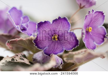 Varietal Violet Grade Evening Escort, Macro Lense