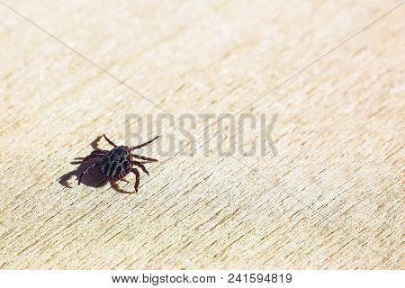 Encephalitic Mite Crawls On The Table.