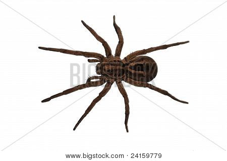 オオカミのクモ ヘッド ビューを