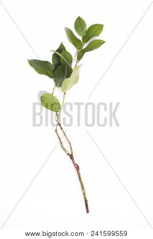 Leaves Salal Plant Isolated On White Background