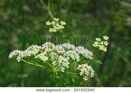 White Lacy Flowers Of Goutweed Aegopodium Podagraria Against Blurred Background