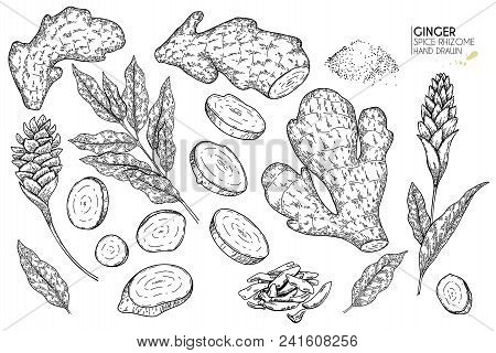 Hand Drawn Ginger Root, Flowers And Leaves. Vector Engraved Illustration. Spicy Rhizhome Vegetable. 