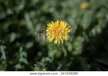 Photo Of A Lonely And Listless Chamomile Yellow.