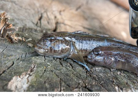 Two Freshwater Bullhead Fish Or Round Goby Fish Just Taken From The Water And Fishing Rod With Reel