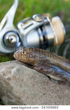 Two Freshwater Bullhead Fish Or Round Goby Fish Just Taken From The Water On Gray Stone Background A