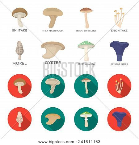 Morel, Oyster, Green Amanita, Actarius Indigo.mushroom Set Collection Icons In Cartoon, Flat Style V
