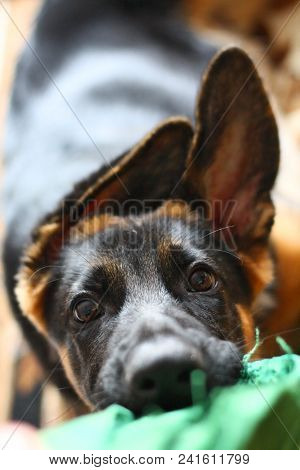 A Face Of The German Shepherd Puppy