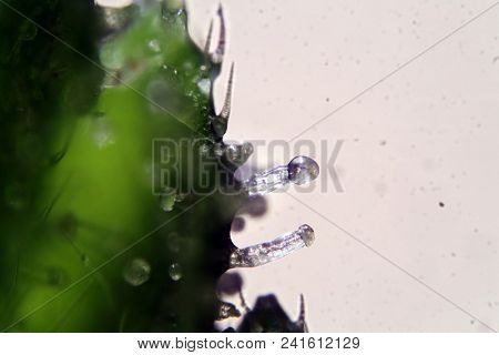 Female Marijuana Flower. Microscopic view of a female marijuana flower. Cannabis flower seen under a microscope.