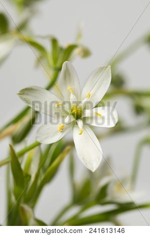 Fresh white wood anemone and yellow tepals close up