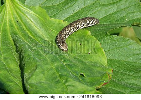 Caterpillar Butterfly Small Oleander Hawk (proserpinus Proserpina)