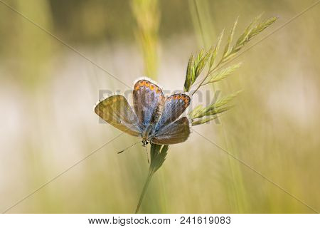 The Adonis Blue (female) (polyommatus Bellargus) On Grass Stalk Early Morning